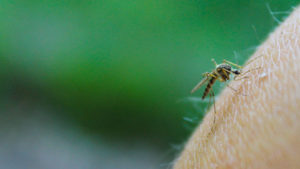 virus zanzara mortale