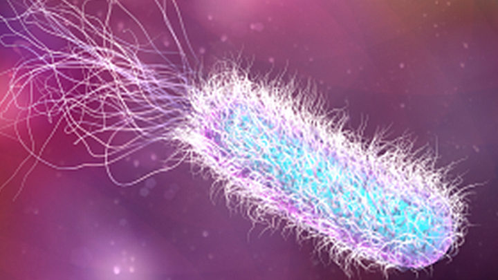 pseudomonas aeruginosa