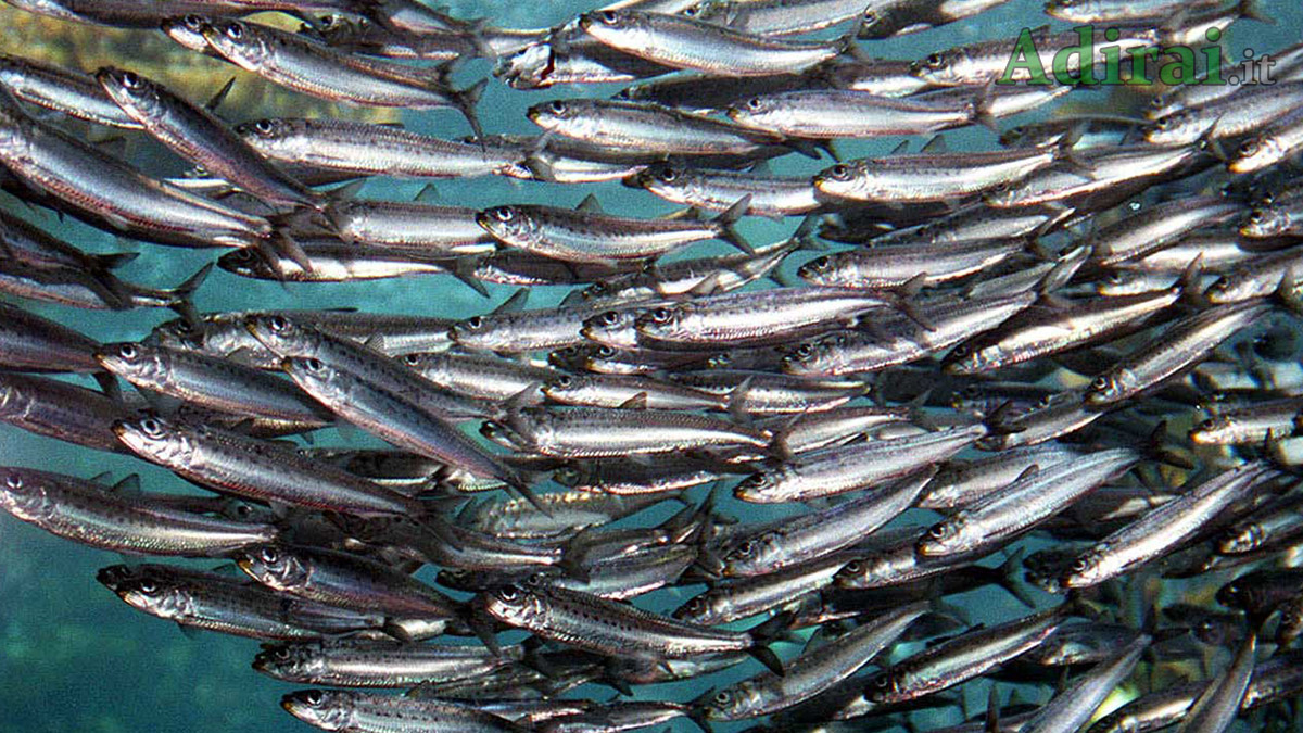 il movimento delle sardine