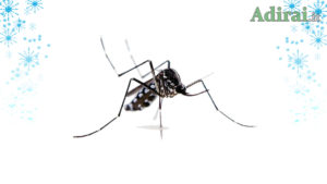 zanzara coreana