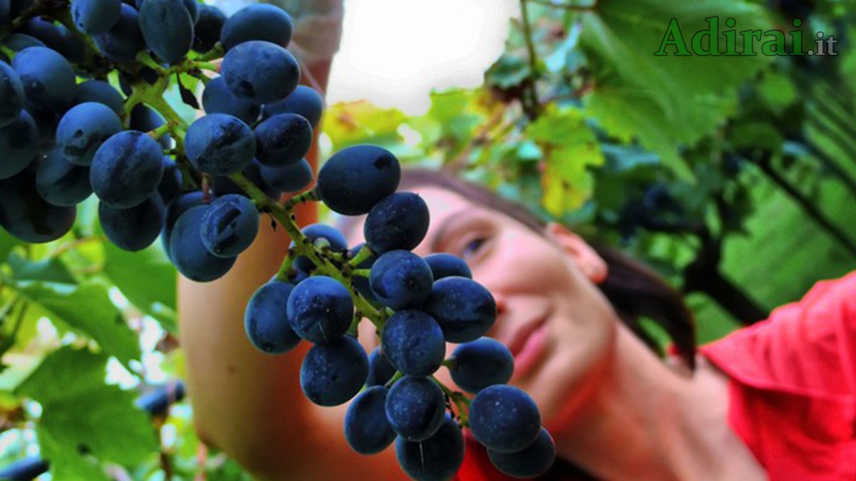 beneficiari del reddito di cittadinanza a lavoro nei campi