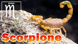 scorpione segno zodiacale caratteristiche simbolo oroscopo